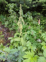 Veratrum viride eschscholtzianum