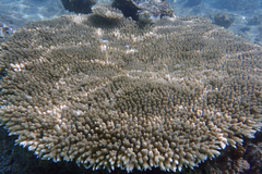 Acropora hyacinthus