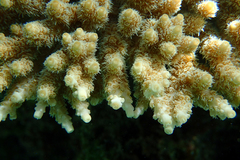 Acropora hyacinthus