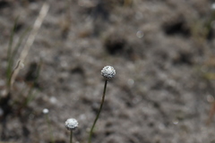 Eriocaulon aquaticum