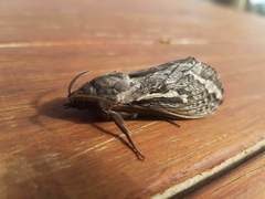 Abantiades argentata