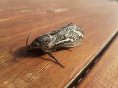 Abantiades argentata