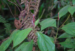 Miconia nervosa