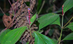 Miconia nervosa