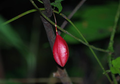 Passiflora capsularis