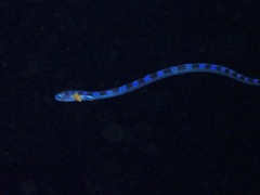 Xiphasia setifer