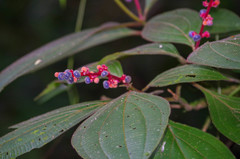 Miconia nervosa