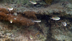 Pomachromis richardsoni