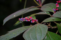 Miconia nervosa