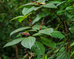 Miconia nervosa