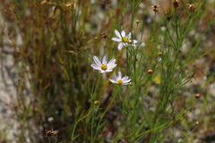 Coreopsis rosea