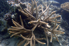 Acropora intermedia