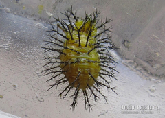 Epilachna paenulata