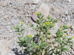 Mimetanthe pilosa