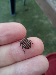 Graphosoma rubrolineatum