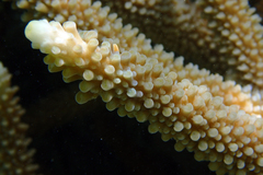 Acropora intermedia