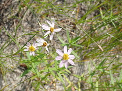 Coreopsis rosea
