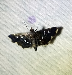 Diathrausta reconditalis