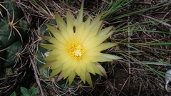 Coryphantha pycnacantha