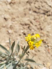 Oreocarya confertiflora