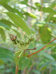 Lyonia mariana
