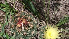 Coryphantha pycnacantha
