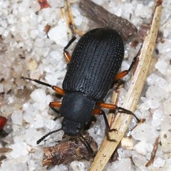 Haplandrus fulvipes
