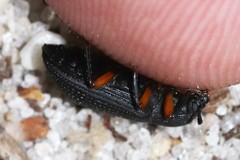 Haplandrus fulvipes