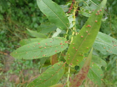 Aculus