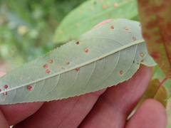 Aculus