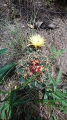 Coryphantha pycnacantha