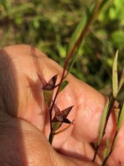Ludwigia linearis image