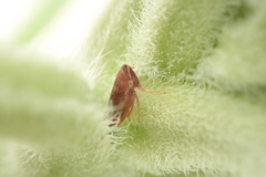 Aphrodini