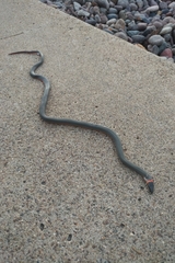 Diadophis punctatus similis