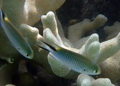 Chromis fumea