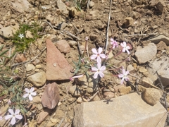Phlox stansburyi