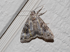 Anaplectoides prasina