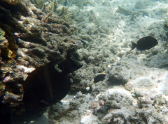 Acanthurus nigrofuscus