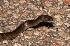Eastern Small-Eyed Snake photo 4