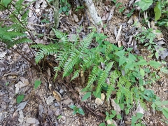 Dryopteris erythrosora