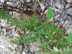 Dryopteris erythrosora