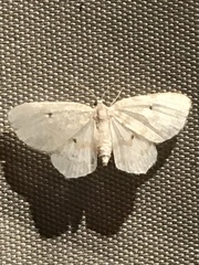 Idaea obfusaria