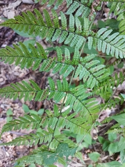 Dryopteris erythrosora
