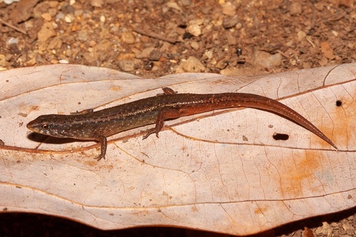 Czechuras Litter-skink, Saproscincus czechurai