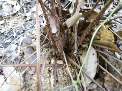 Dryopteris erythrosora