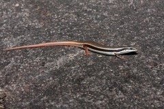 Fire-Tailed Skink photo 3