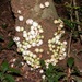 Syzygium cormiflorum - Photo (c) dhfischer,  זכויות יוצרים חלקיות (CC BY-NC), הועלה על ידי dhfischer