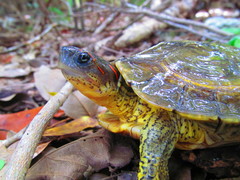 Furrowed Wood Turtle photo 3
