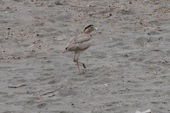 Burhinus superciliaris