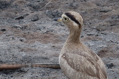 Burhinus superciliaris